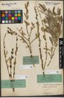 Foto von Salix purpurea L.
